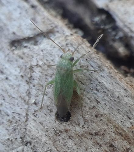 Réf. 263 562 : Platycranus sp.